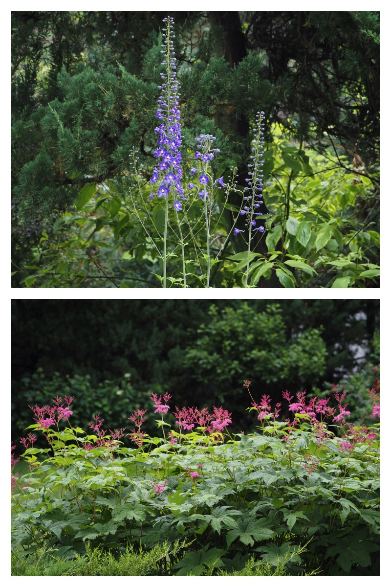 Manabe_210706_4