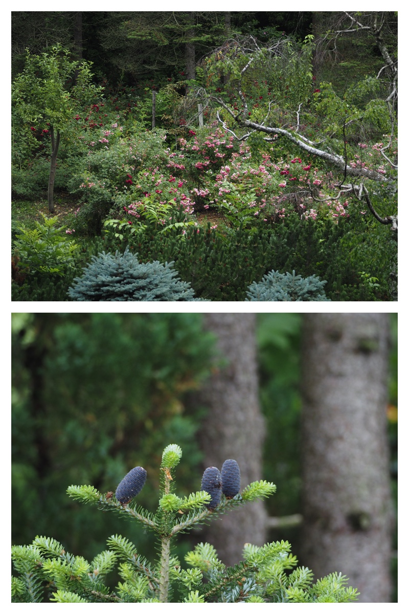 Manabe_210706_5