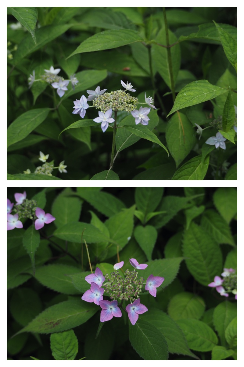 Manabe_210706_8