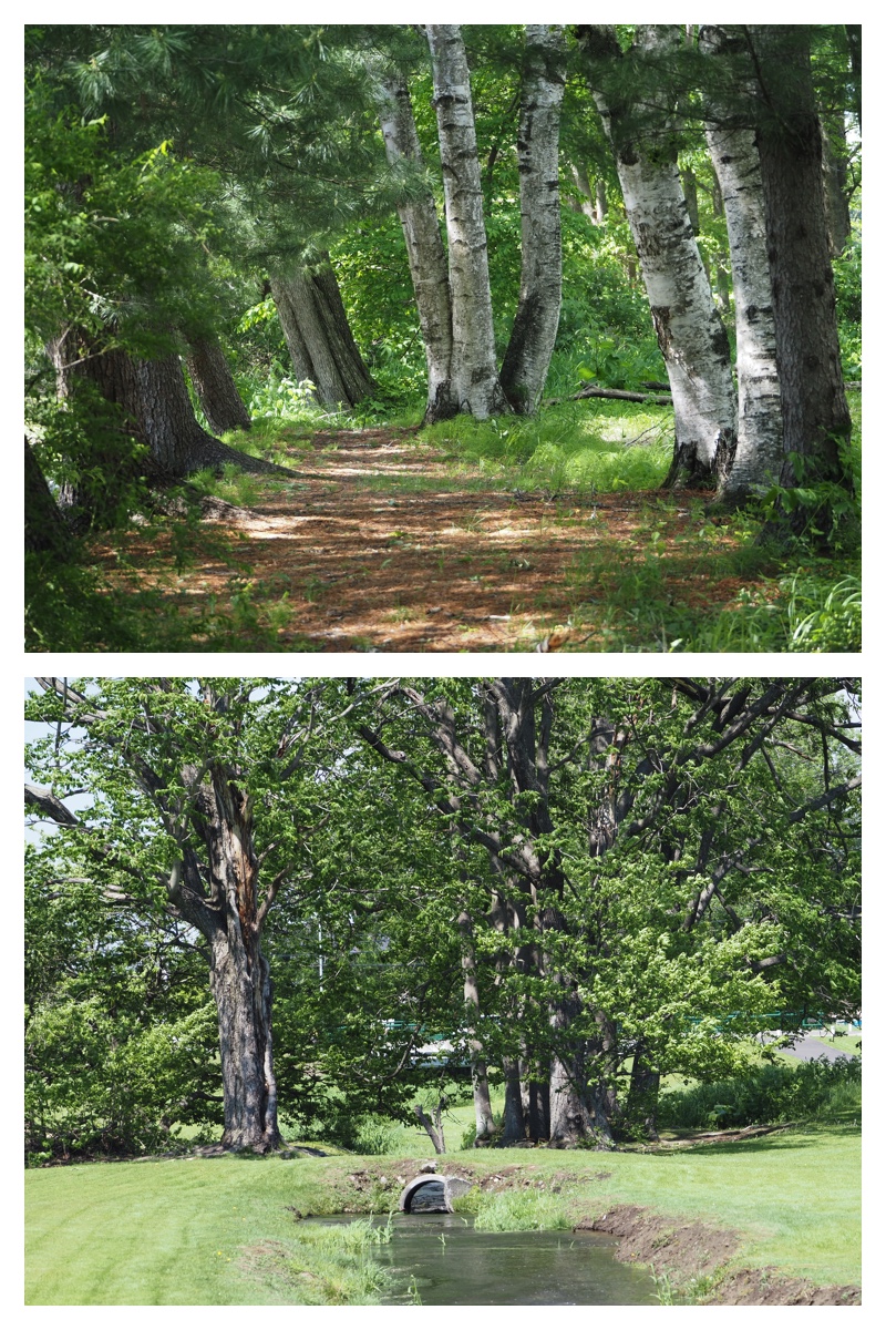 Walk_210605_1