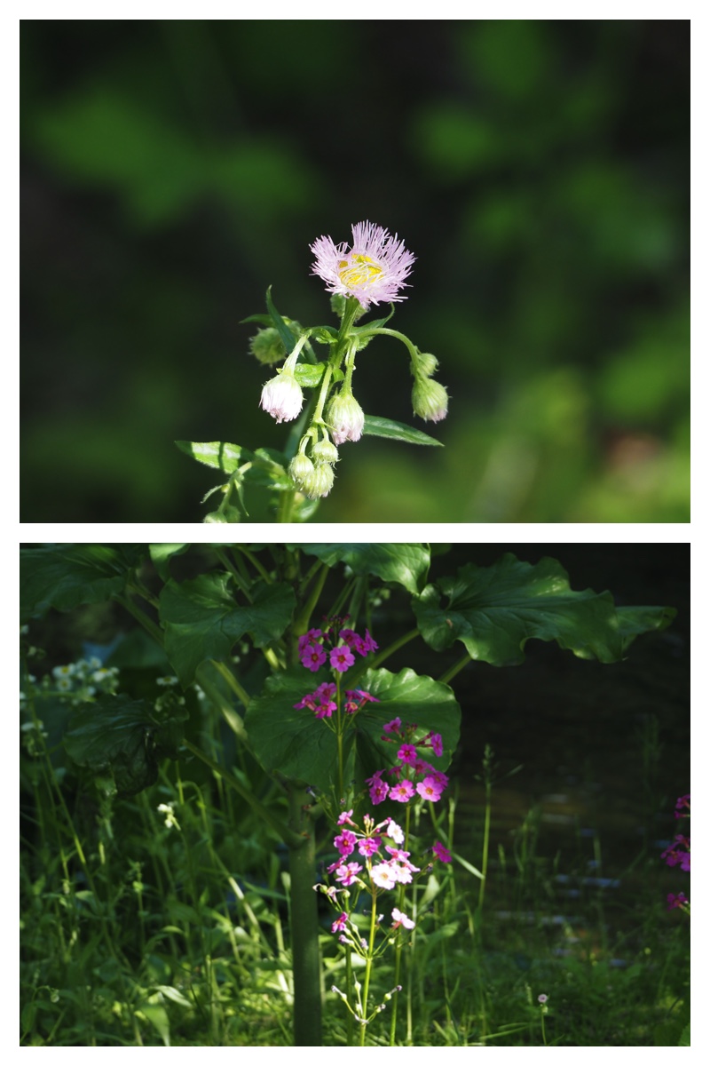 Walk_210605_12