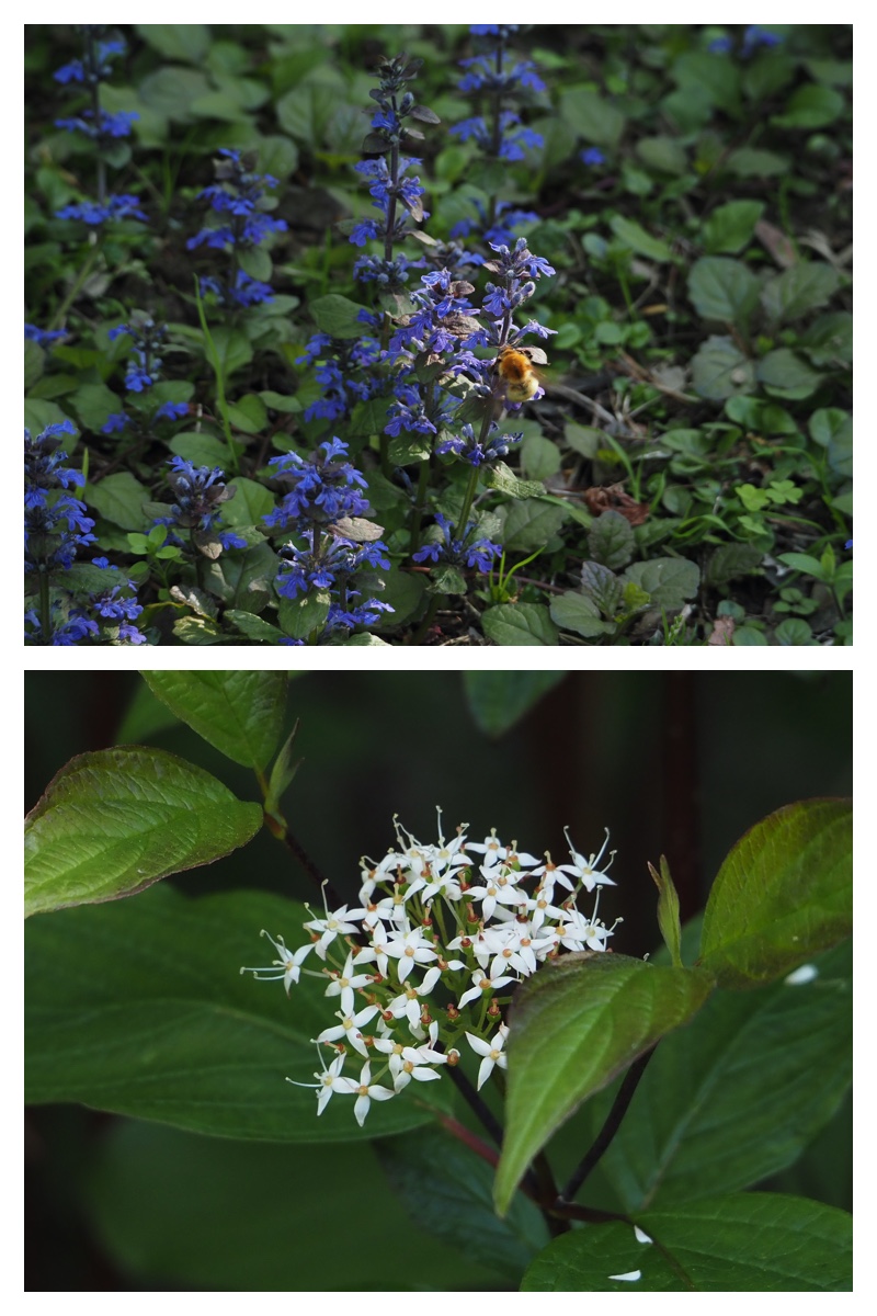 Walk_210605_14
