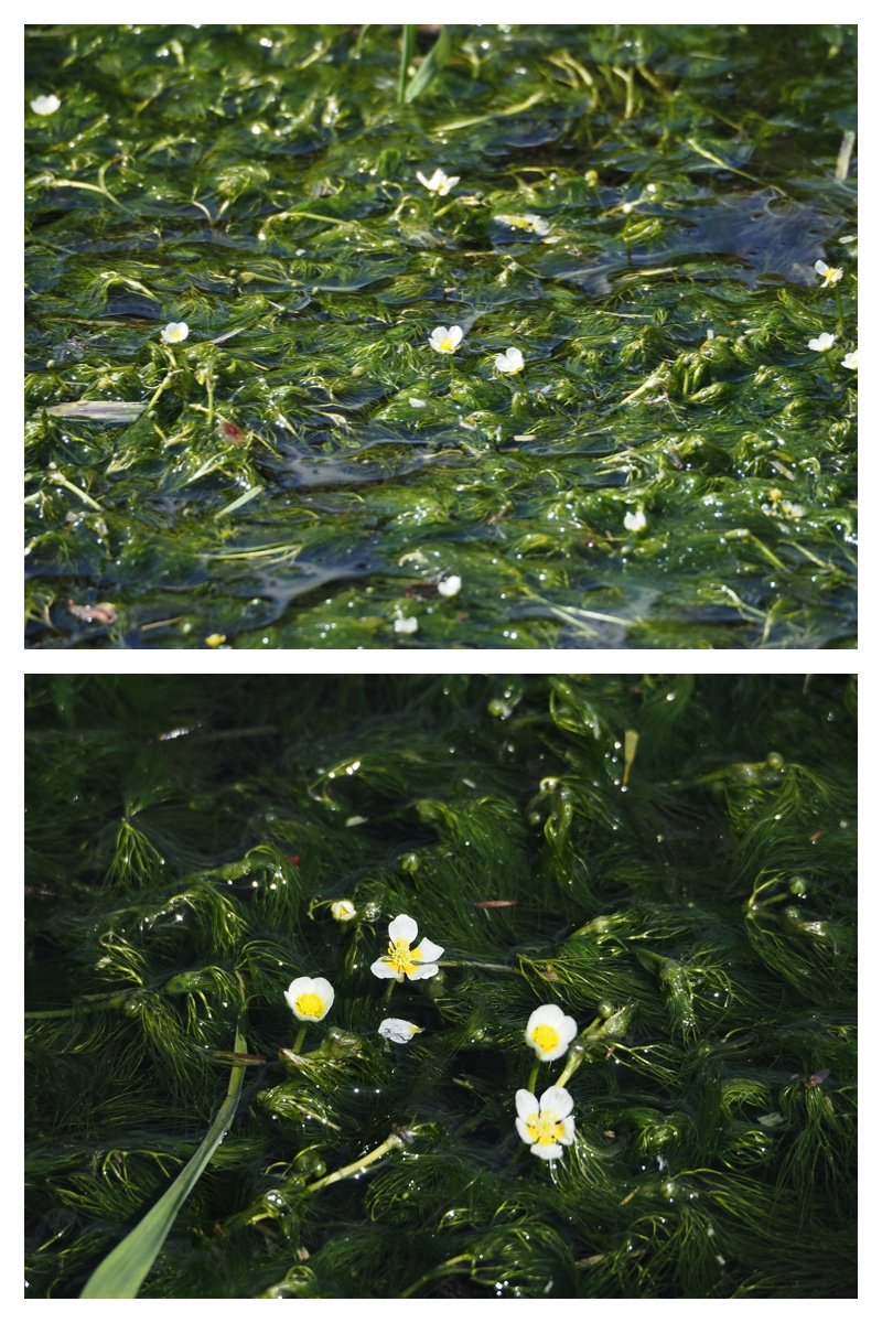 Walk_210605_2