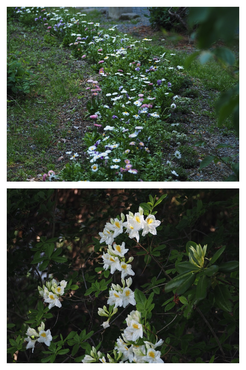 Walk_210605_7