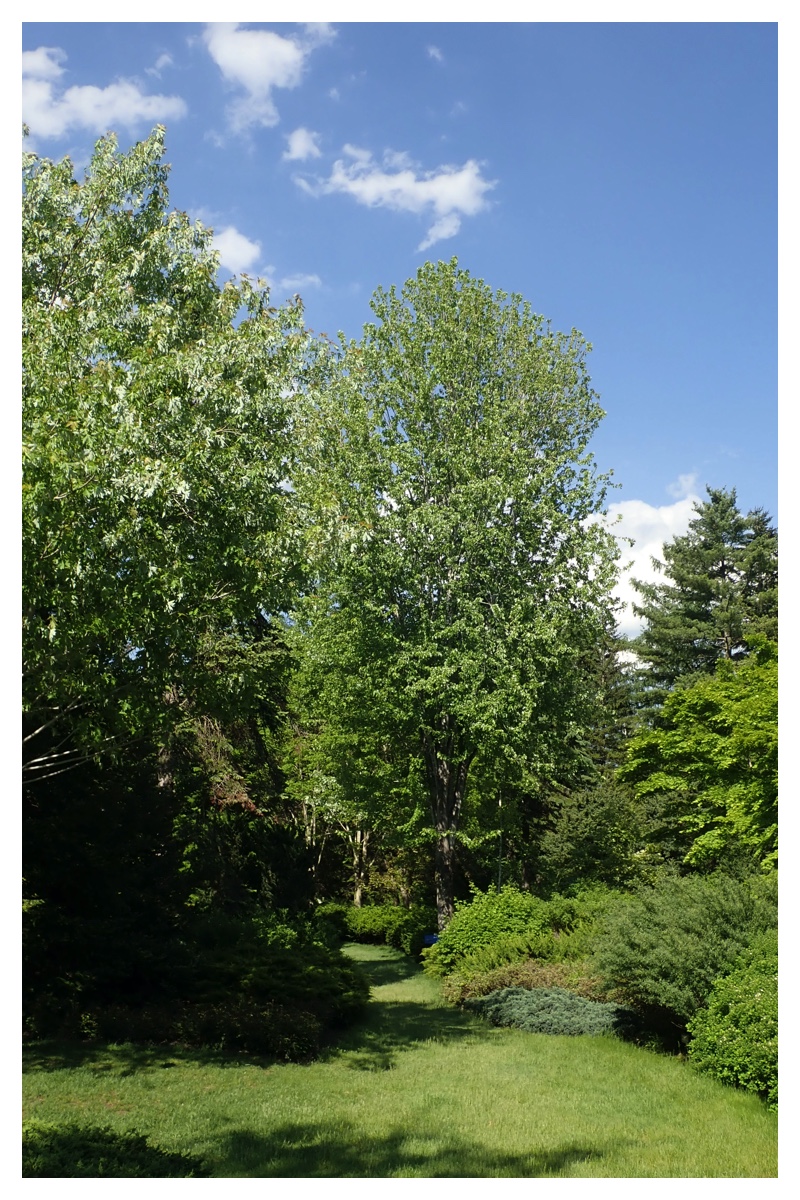 Walk_210605_8