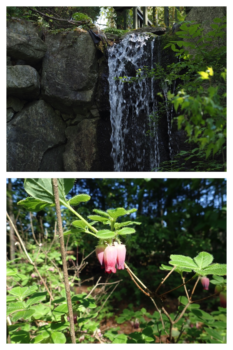 Walk_210605_9