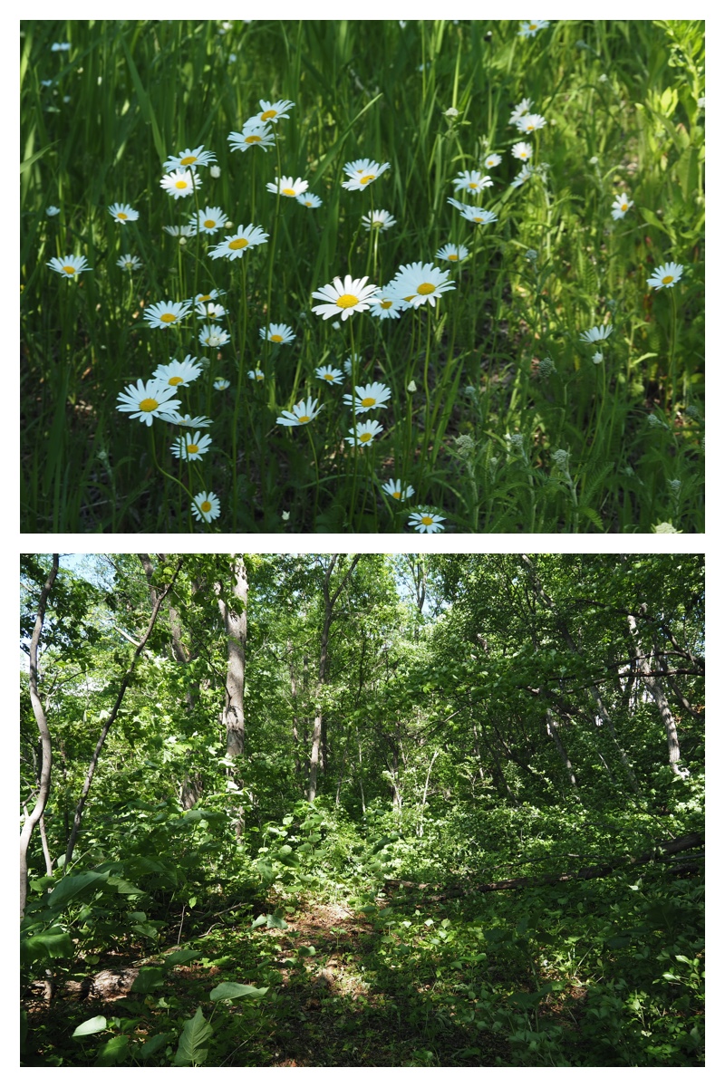 Walk_210608_12