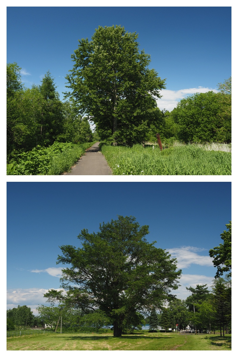 Walk_210608_13