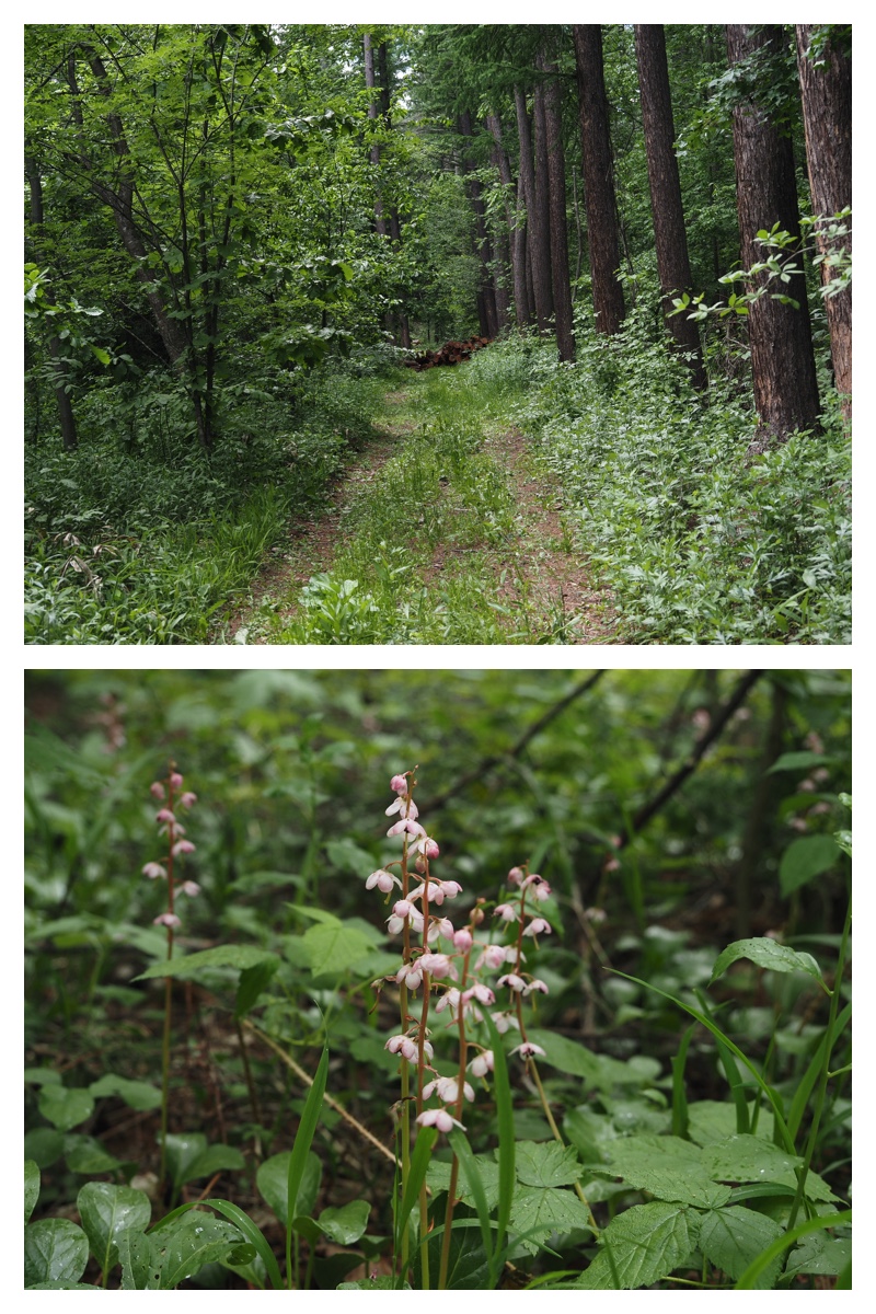 Walk_210608_2