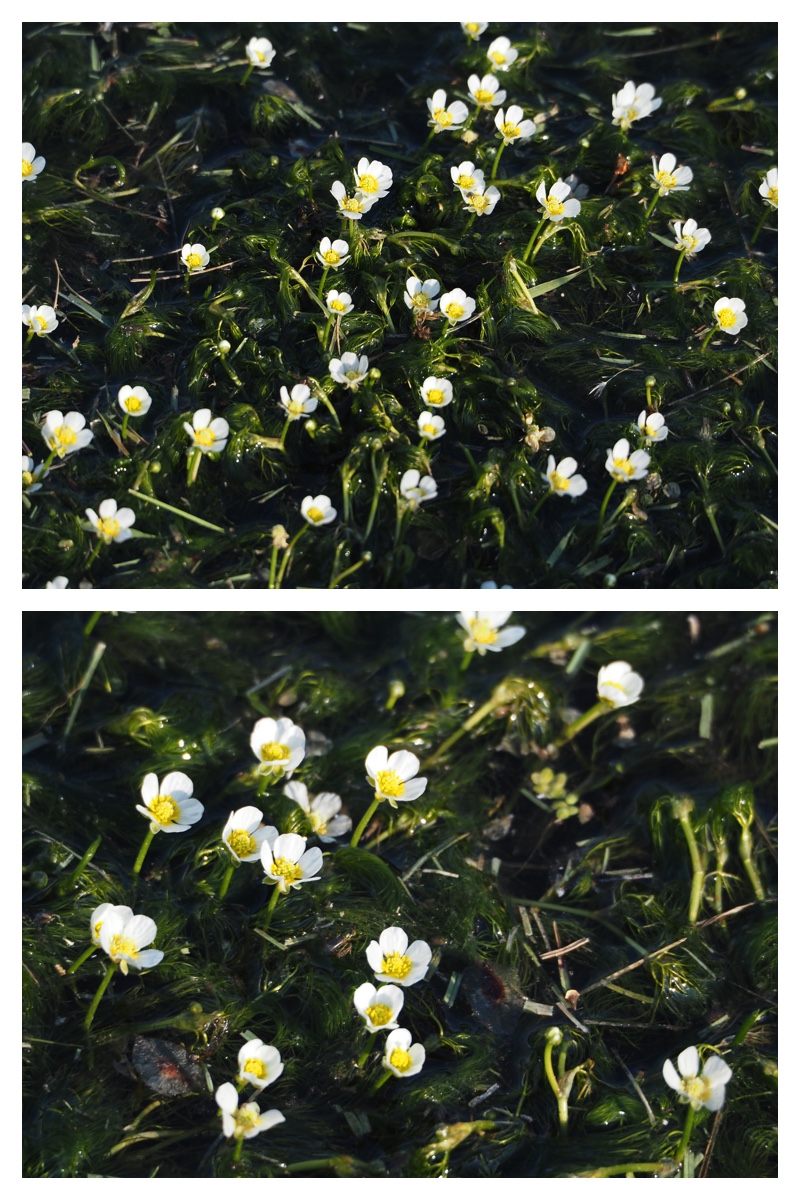 Walk_210609_3