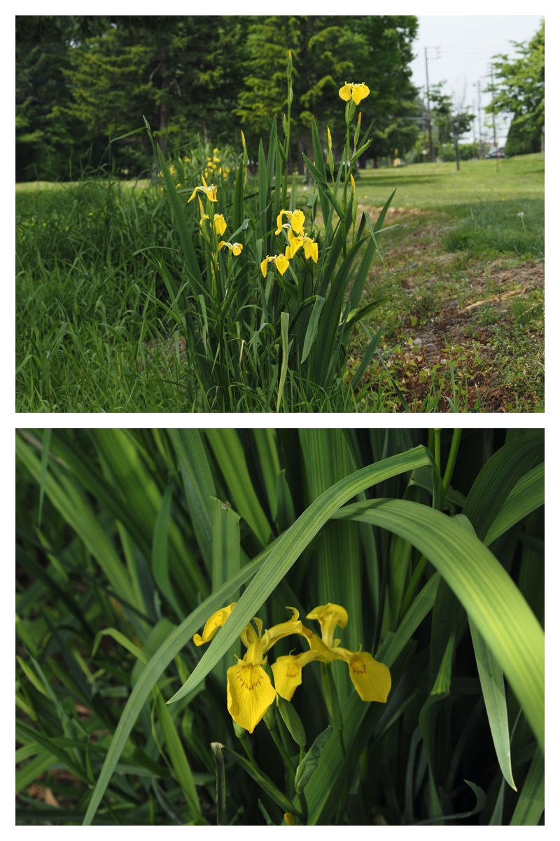 Walk_210611_3