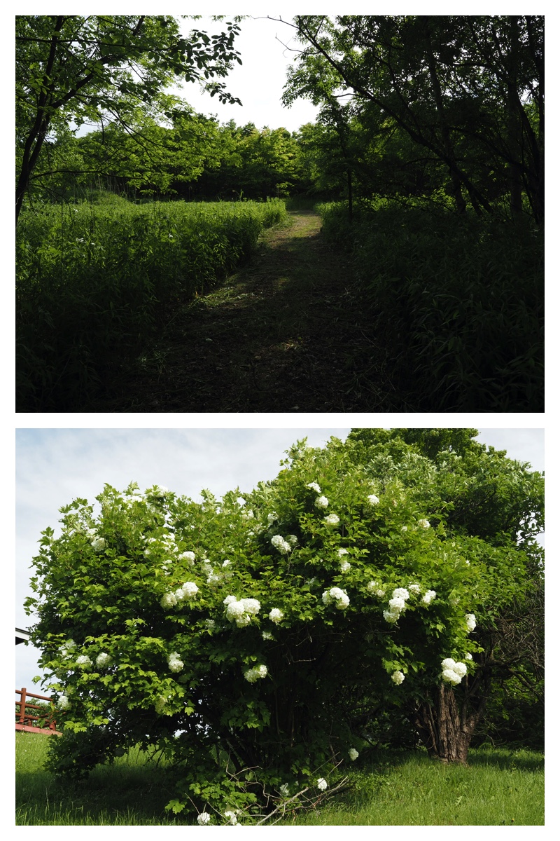 Walk_210613_15