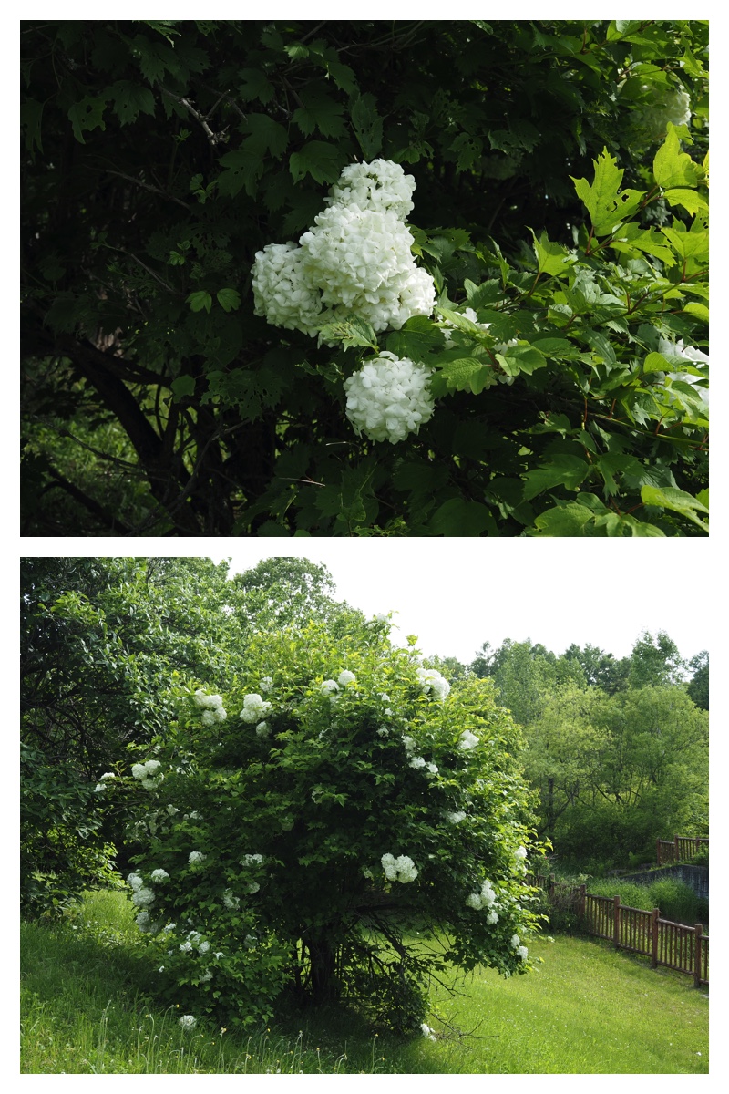 Walk_210613_16