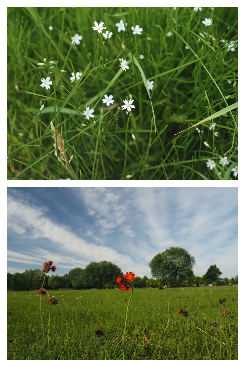 Walk_210613_18