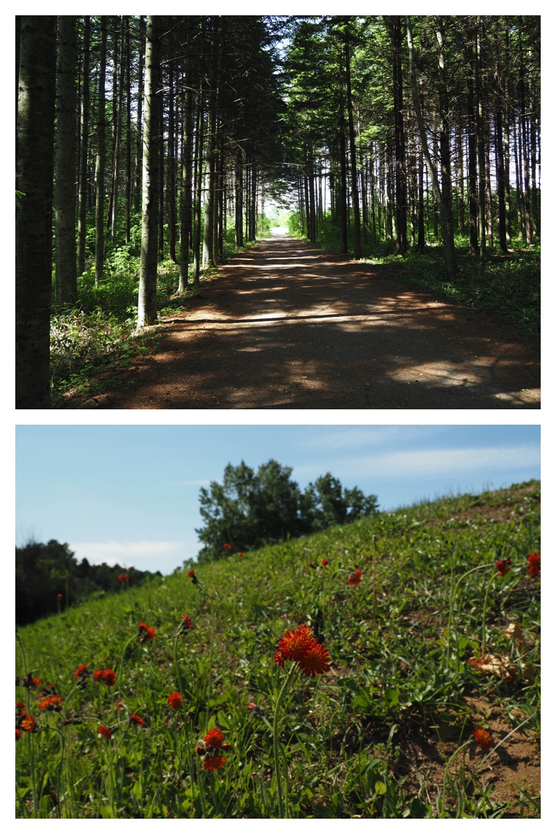 Walk_210613_3