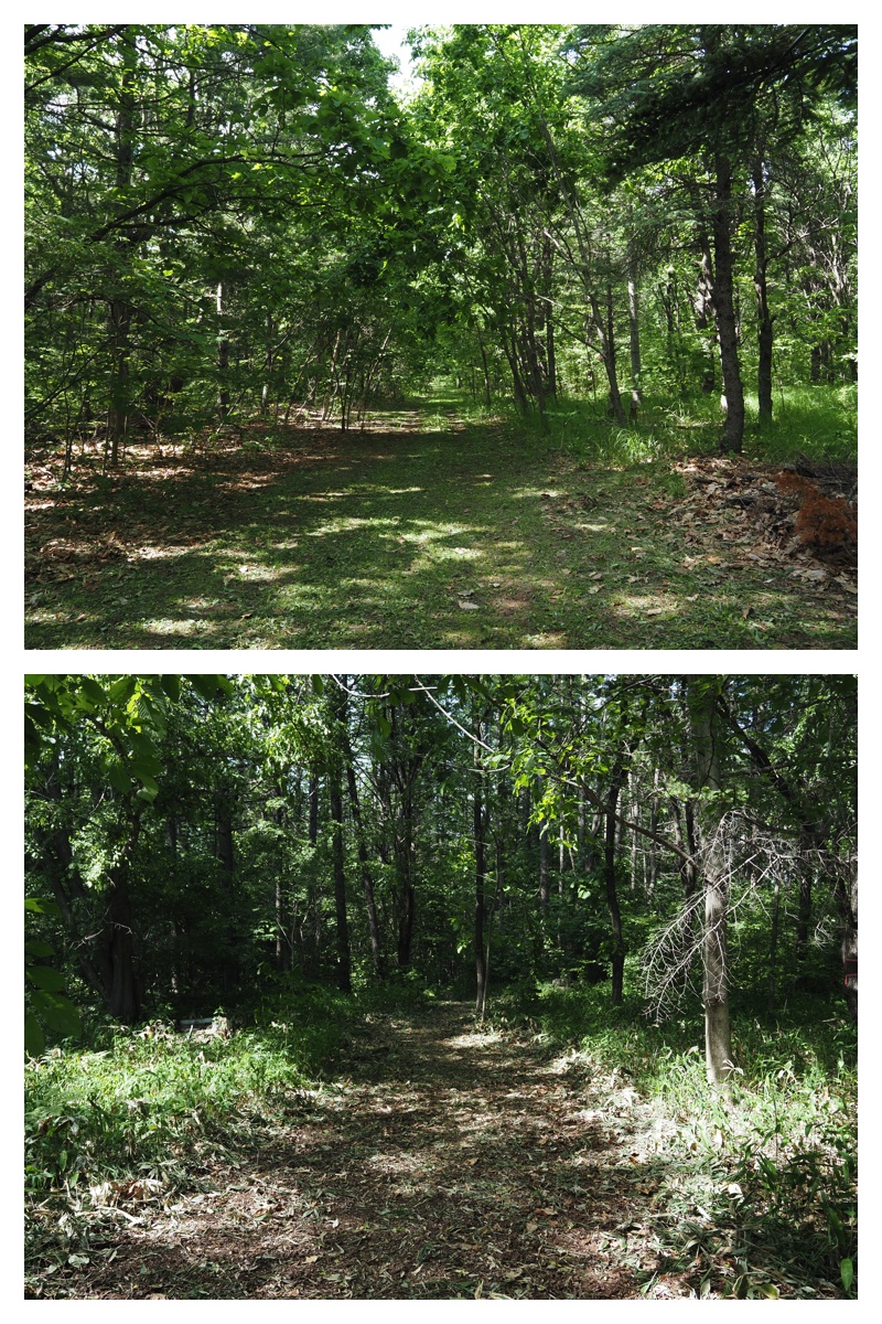 Walk_210613_5