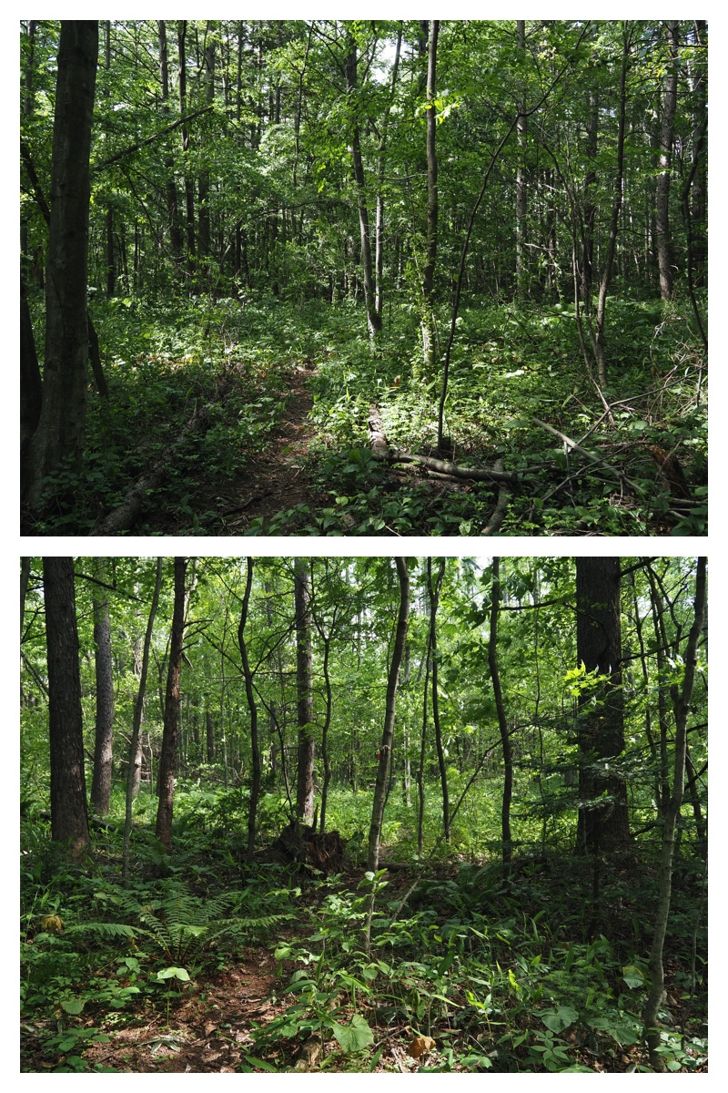 Walk_210613_6