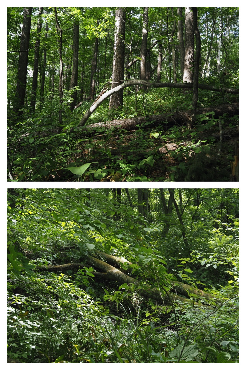 Walk_210613_7