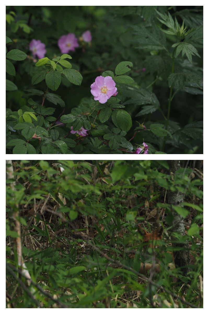 Walk_210616_7
