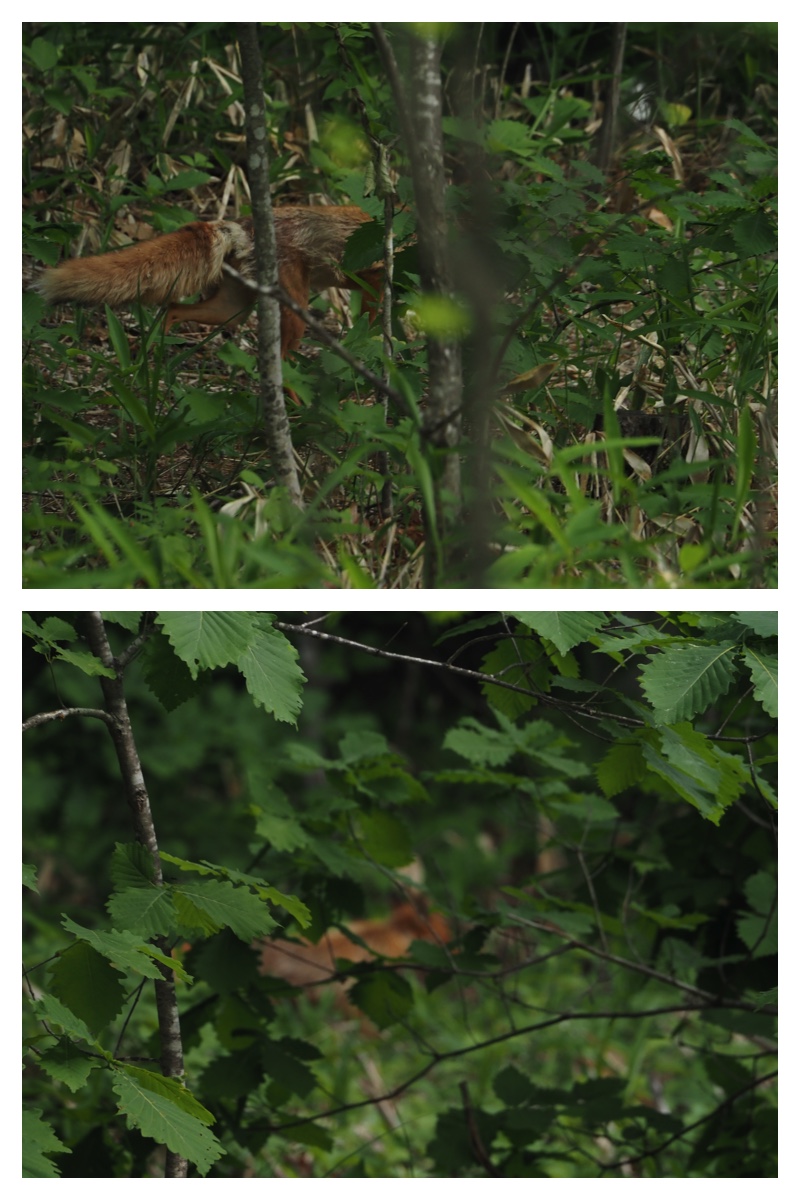 Walk_210616_8