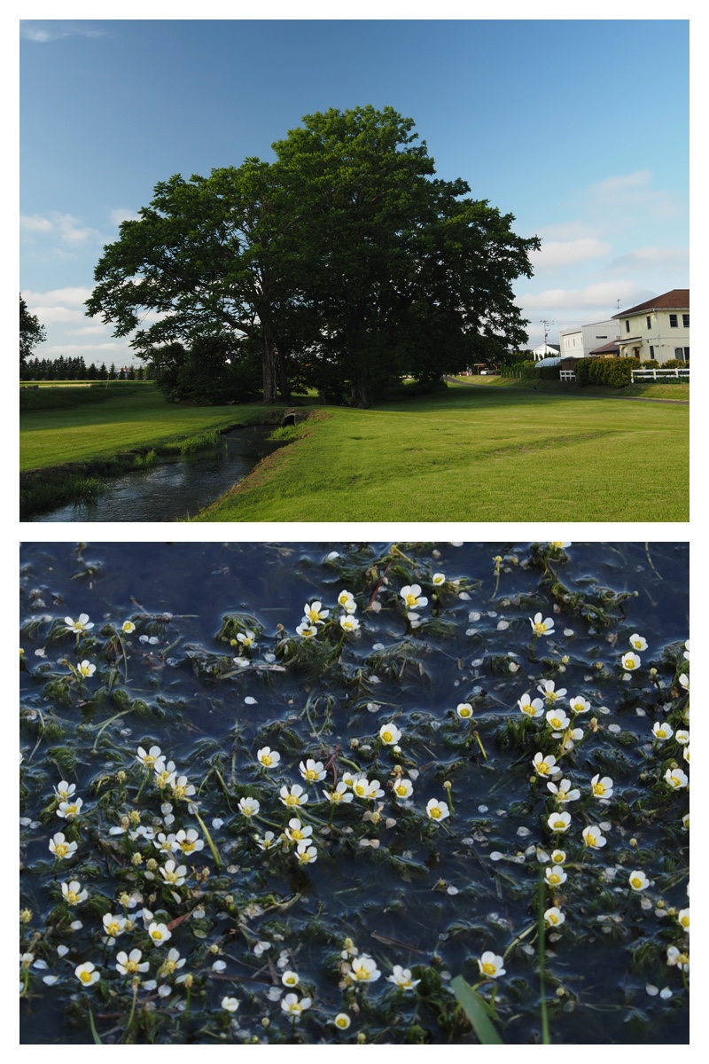 Walk_210618_3