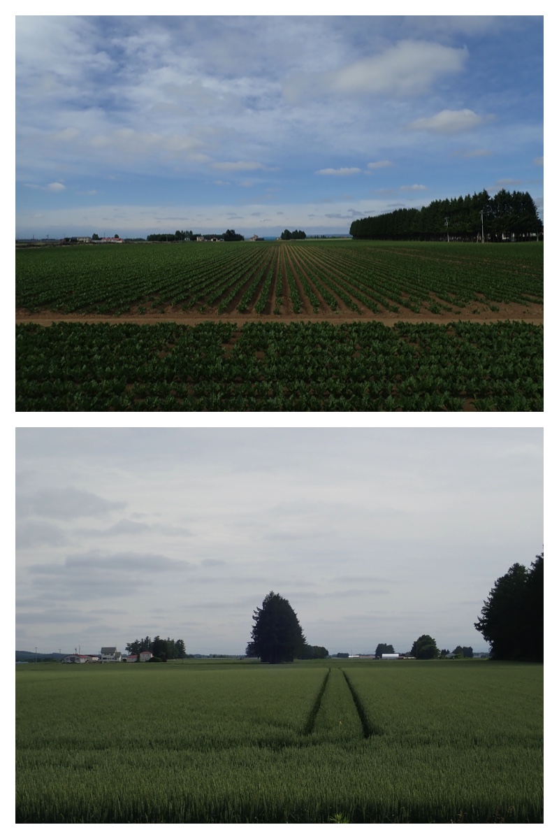 Walk_210619_1