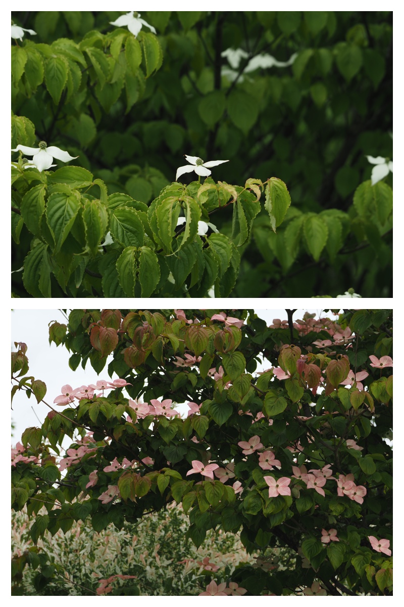 Walk_210619_12