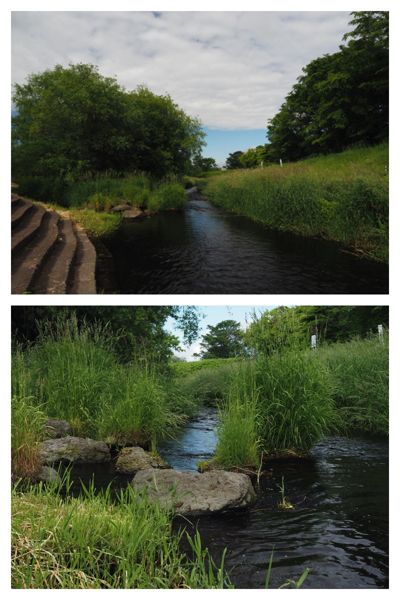 Walk_210621_2