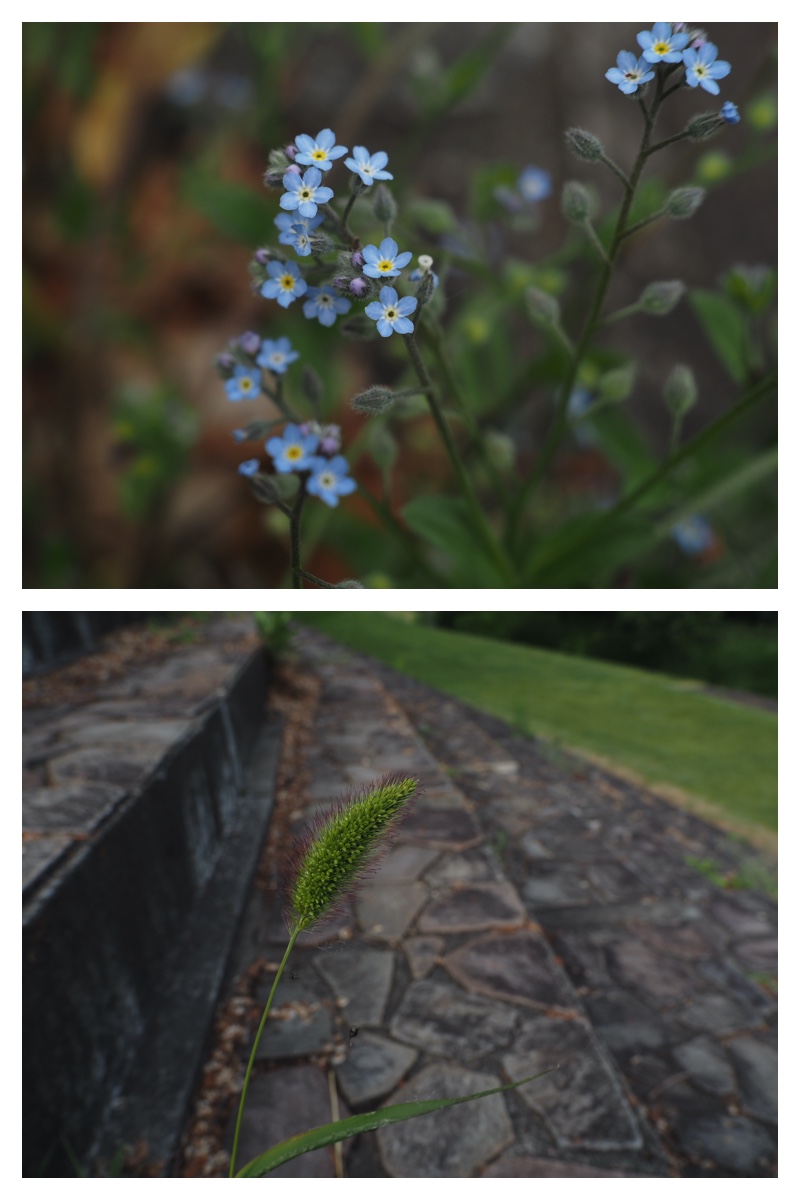 Walk_210621_3