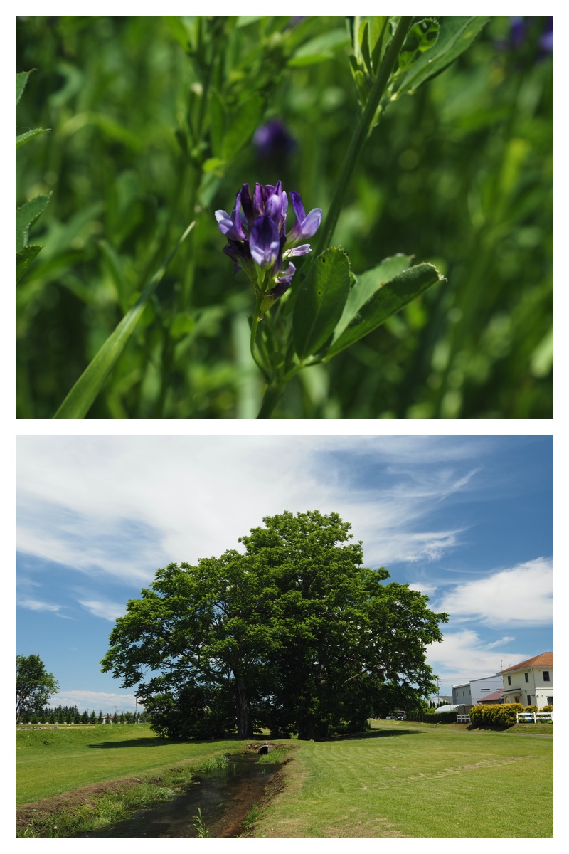 Walk_210622_3