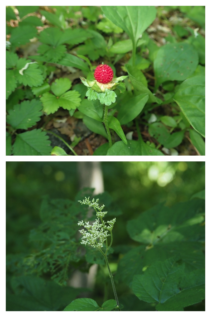 Walk_210623_10