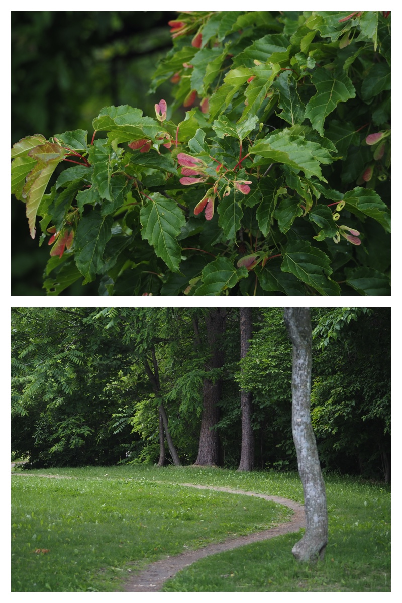 Walk_210624_9