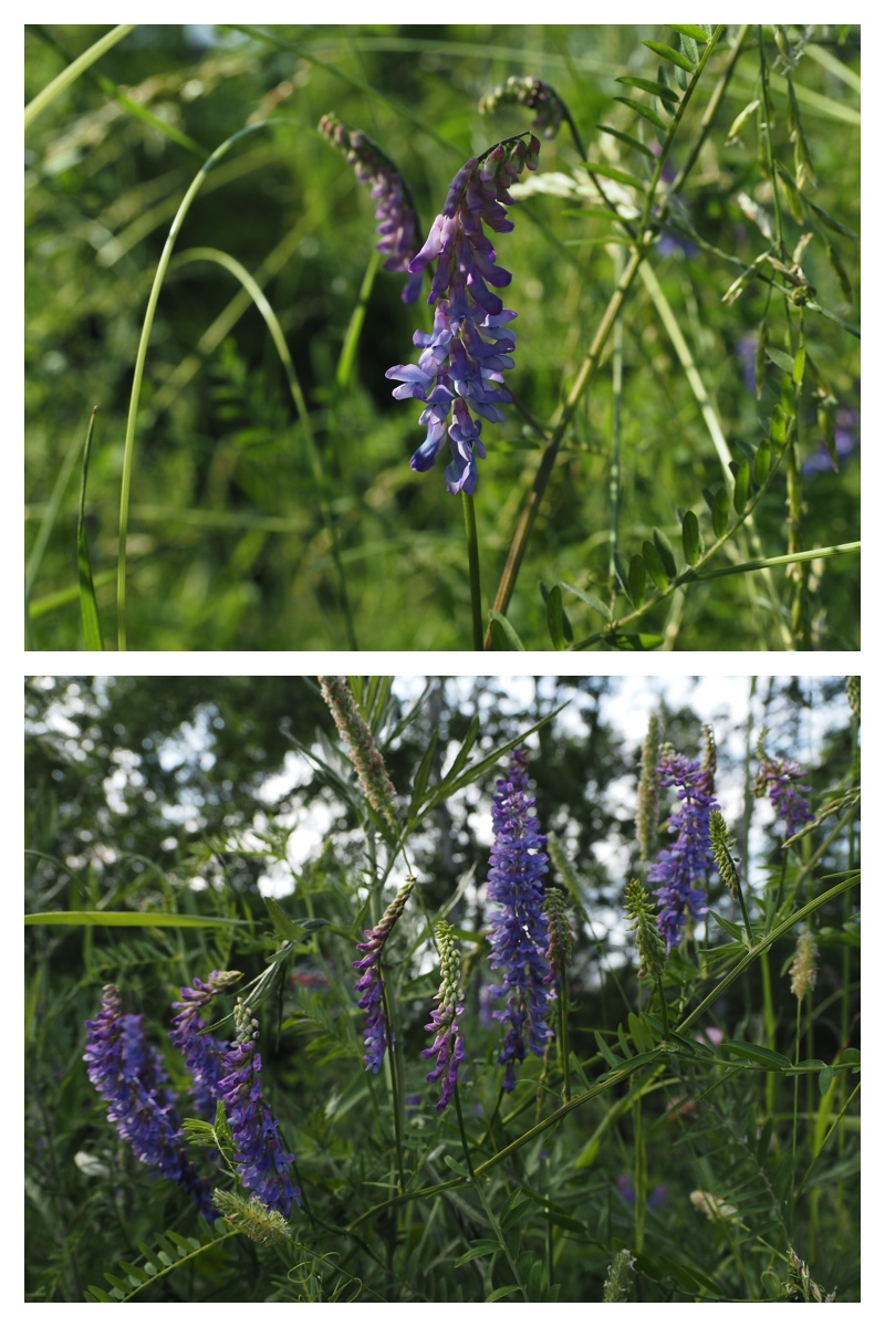 Walk_210628_1