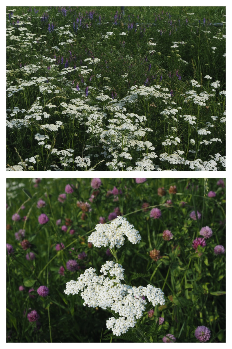 Walk_210628_2