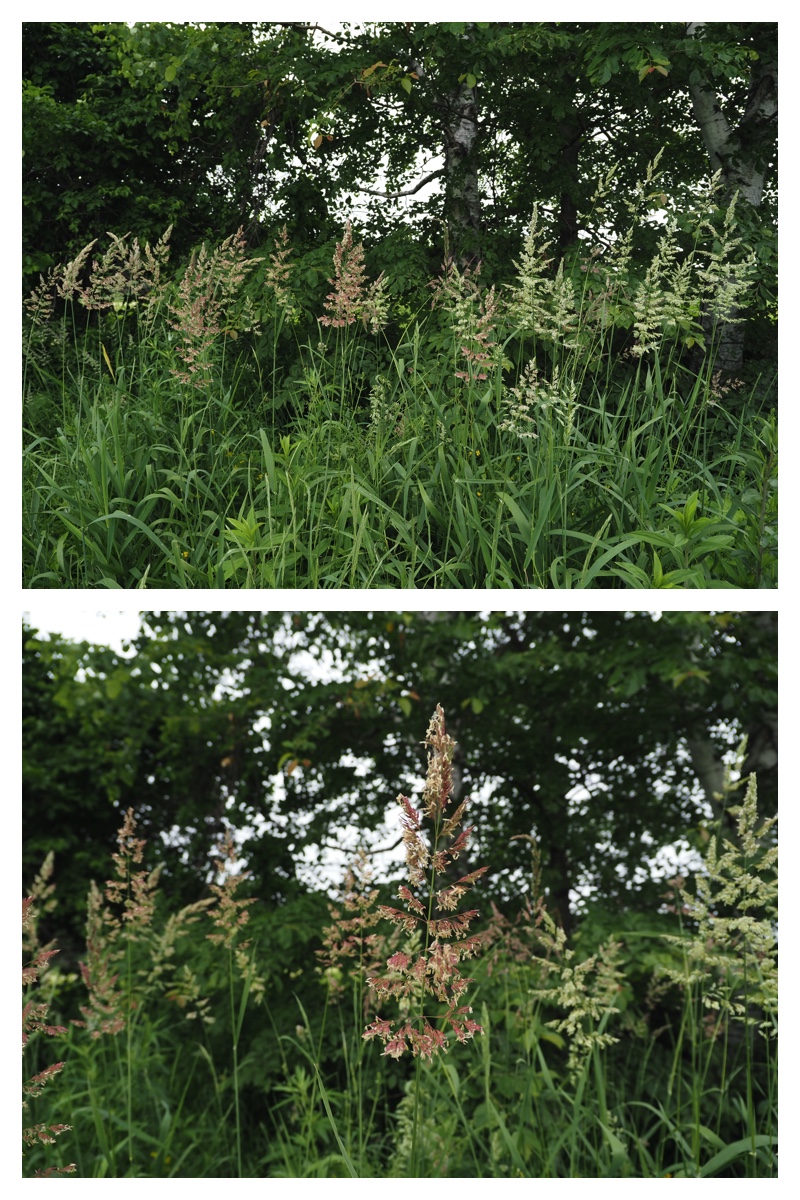 Walk_210629_3