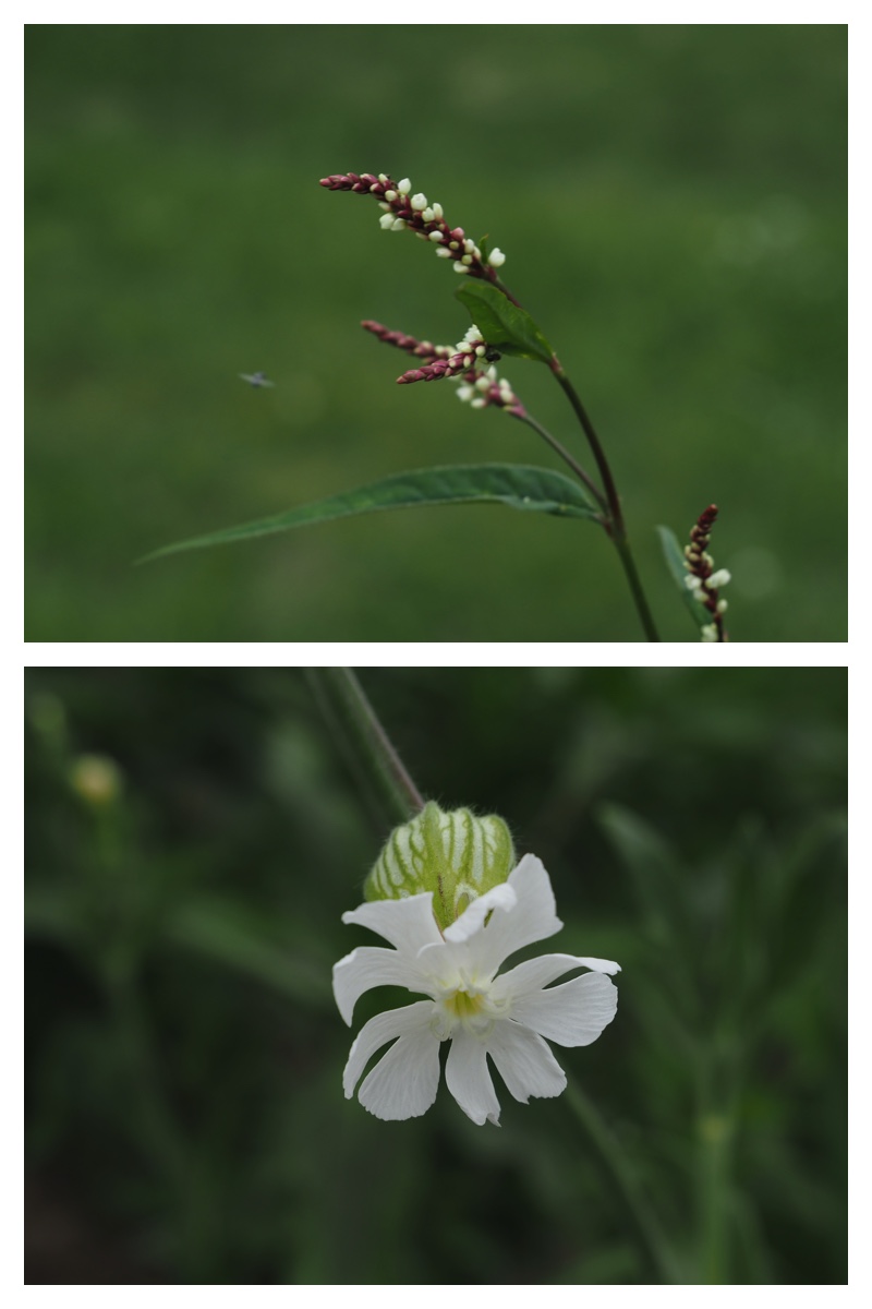 Walk_210629_7