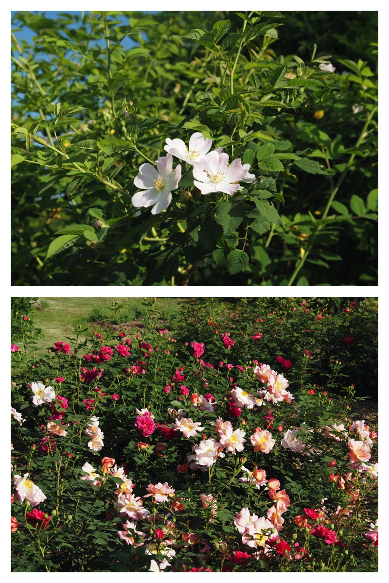 Walk_210630_14