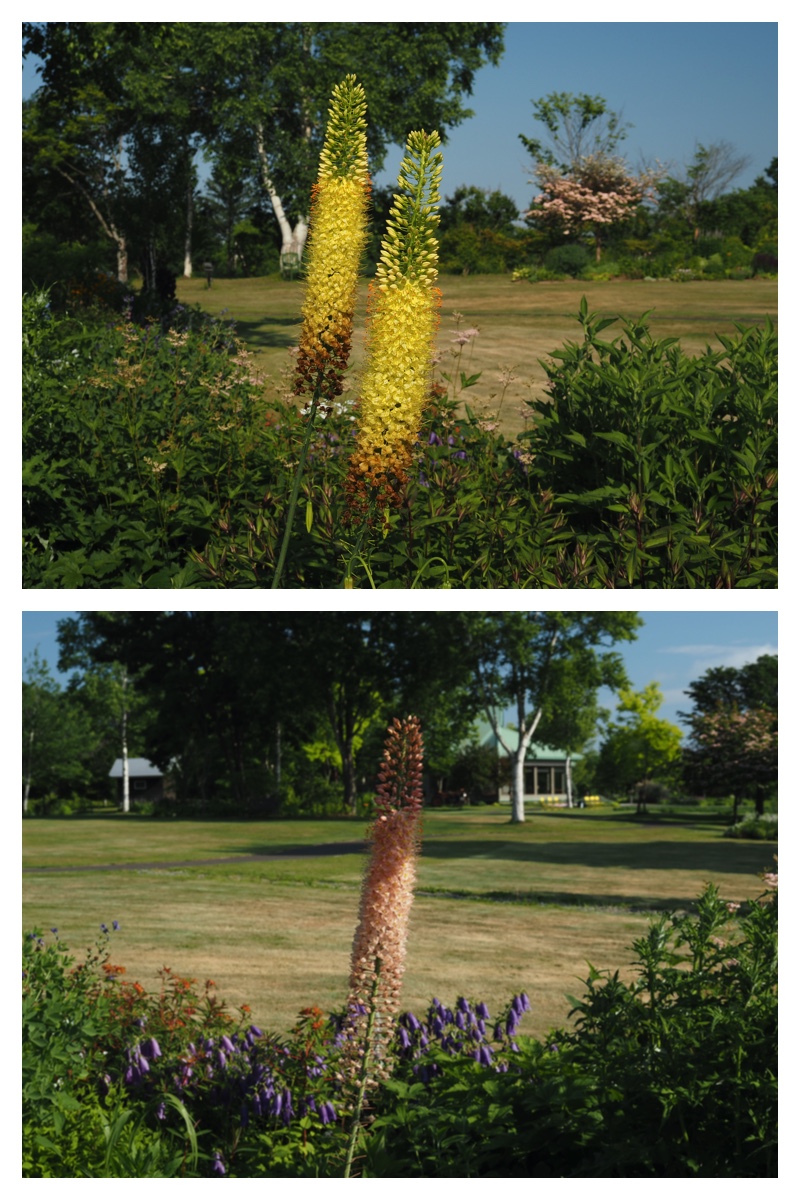 Walk_210630_16