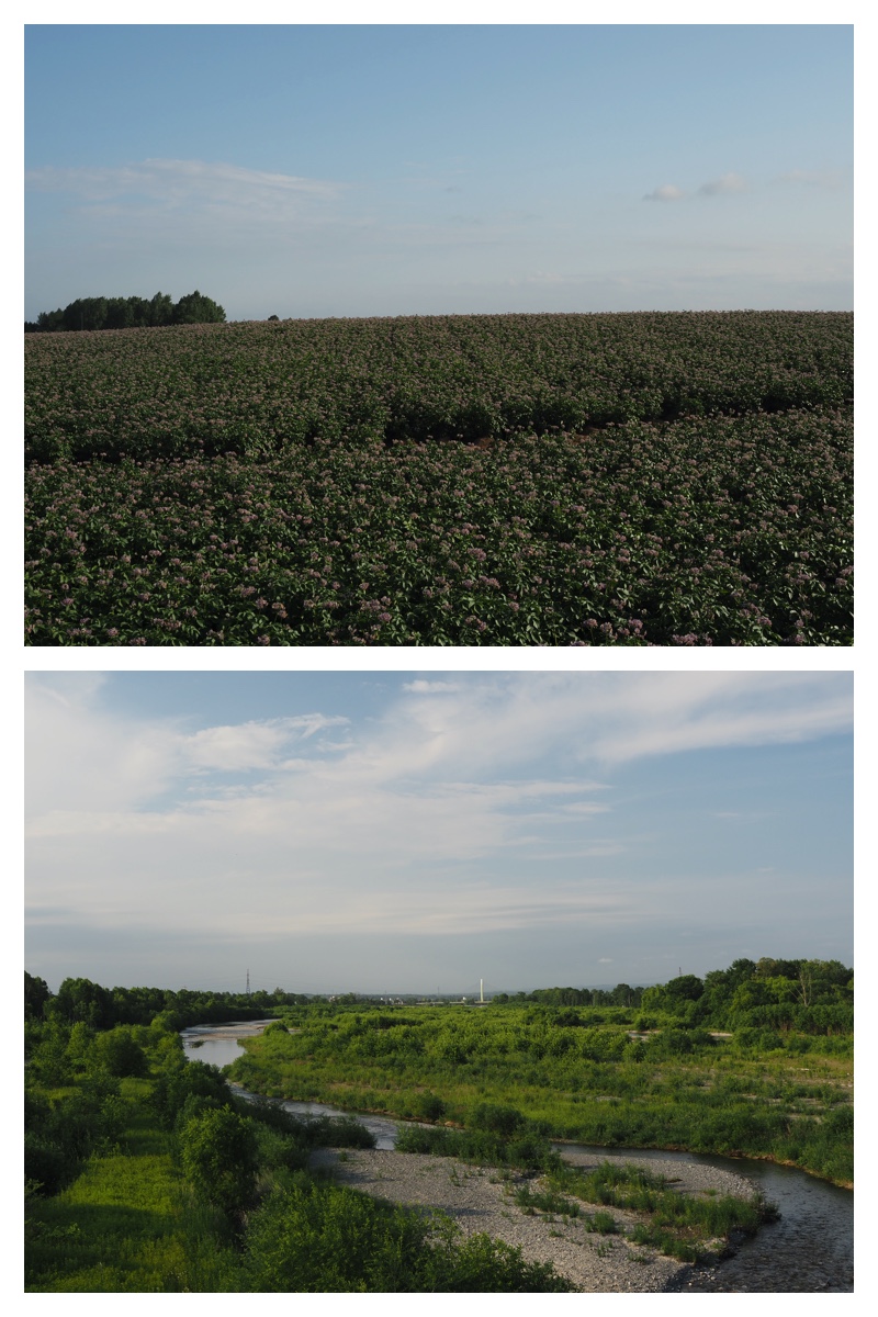 Walk_210630_23