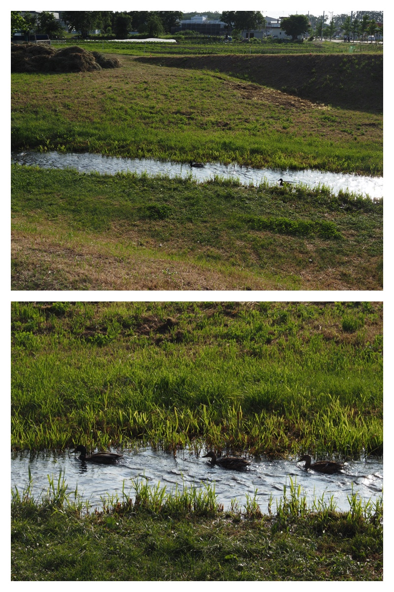 Walk_210630_24