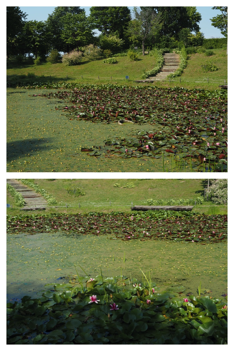 Walk_210630_8