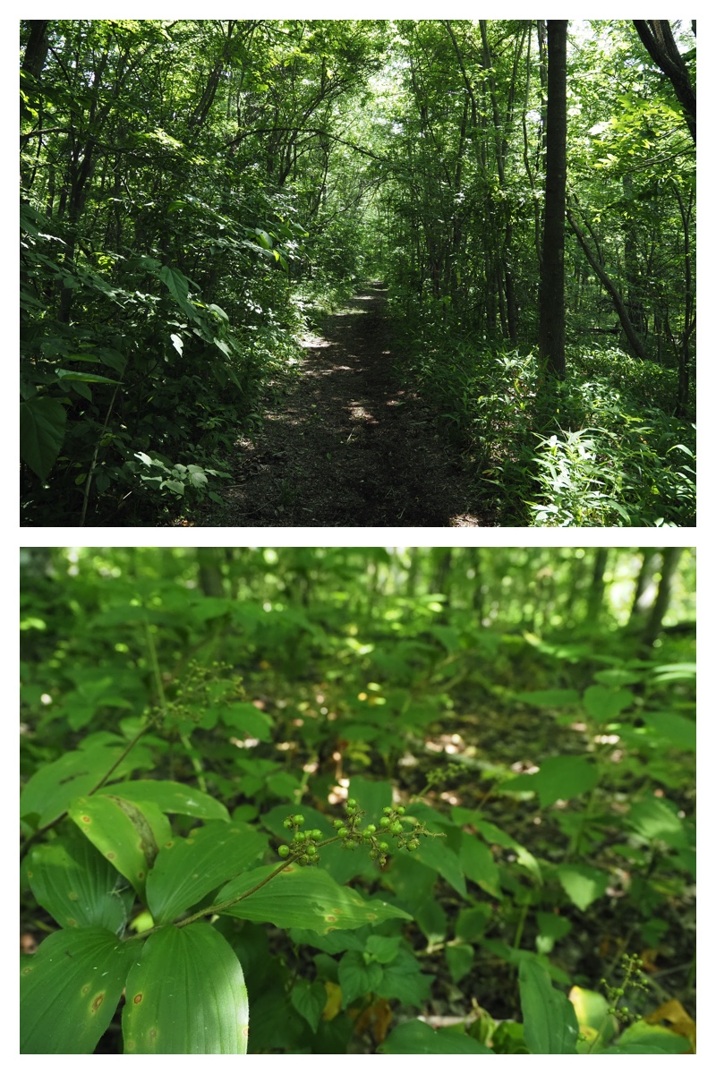 Walk_210703_1