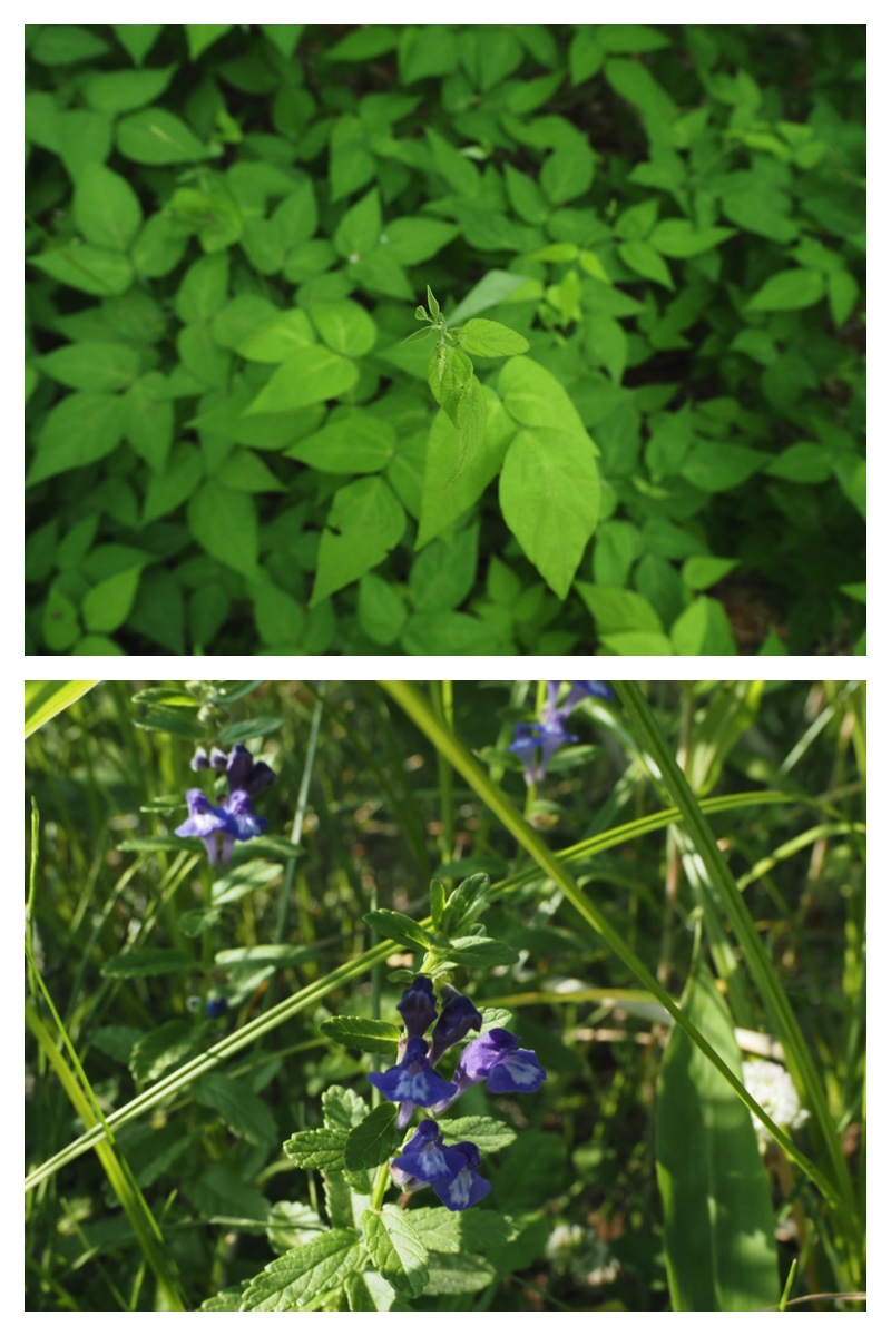Walk_210703_11