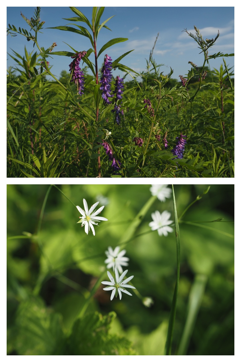 Walk_210703_12