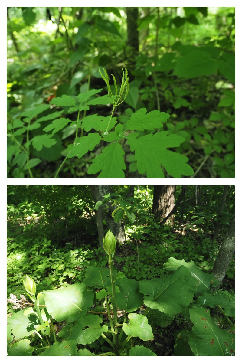 Walk_210703_2