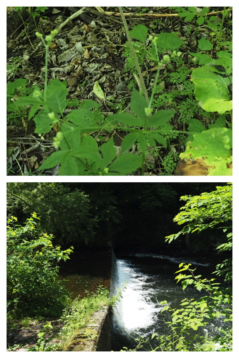Walk_210703_3