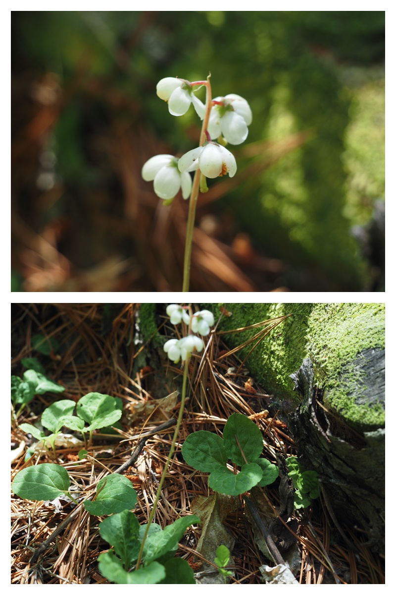 Walk_210703_5