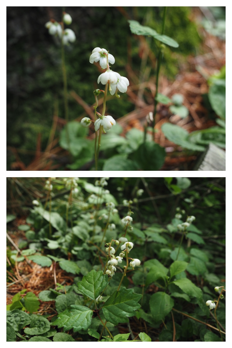 Walk_210703_6