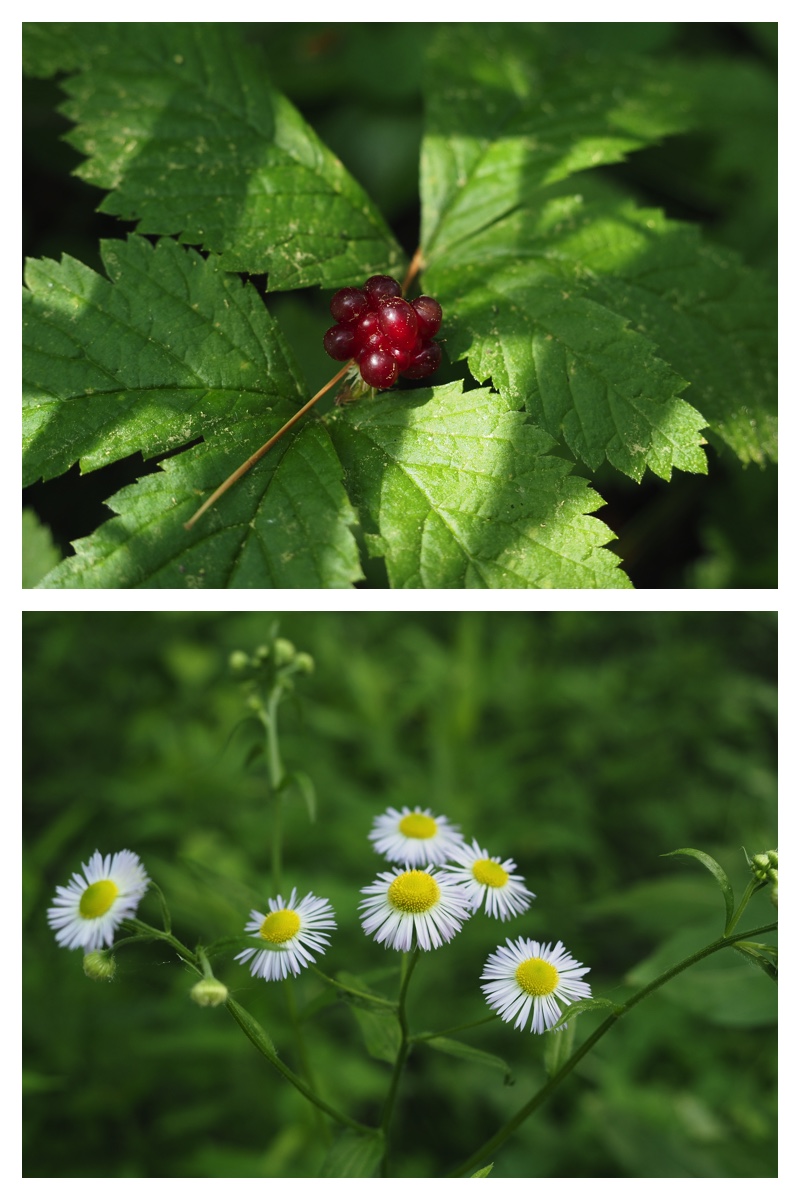 Walk_210703_7