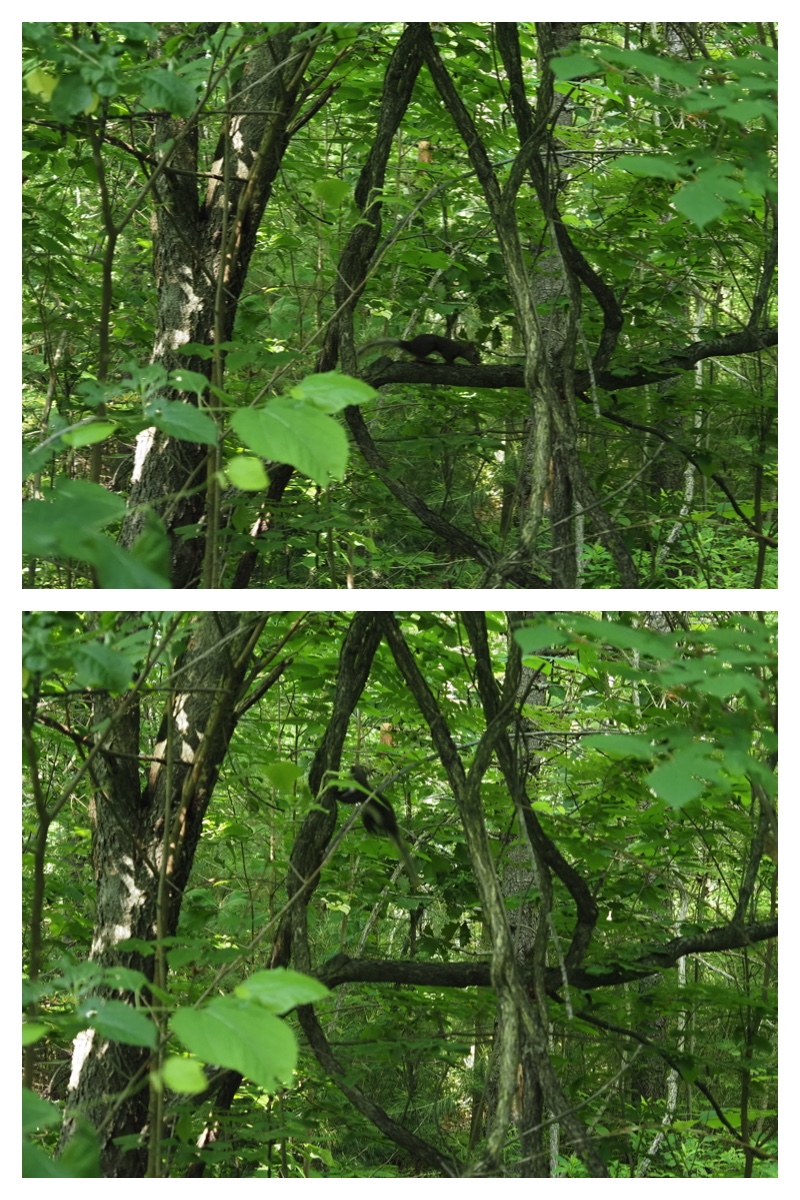 Walk_210703_8